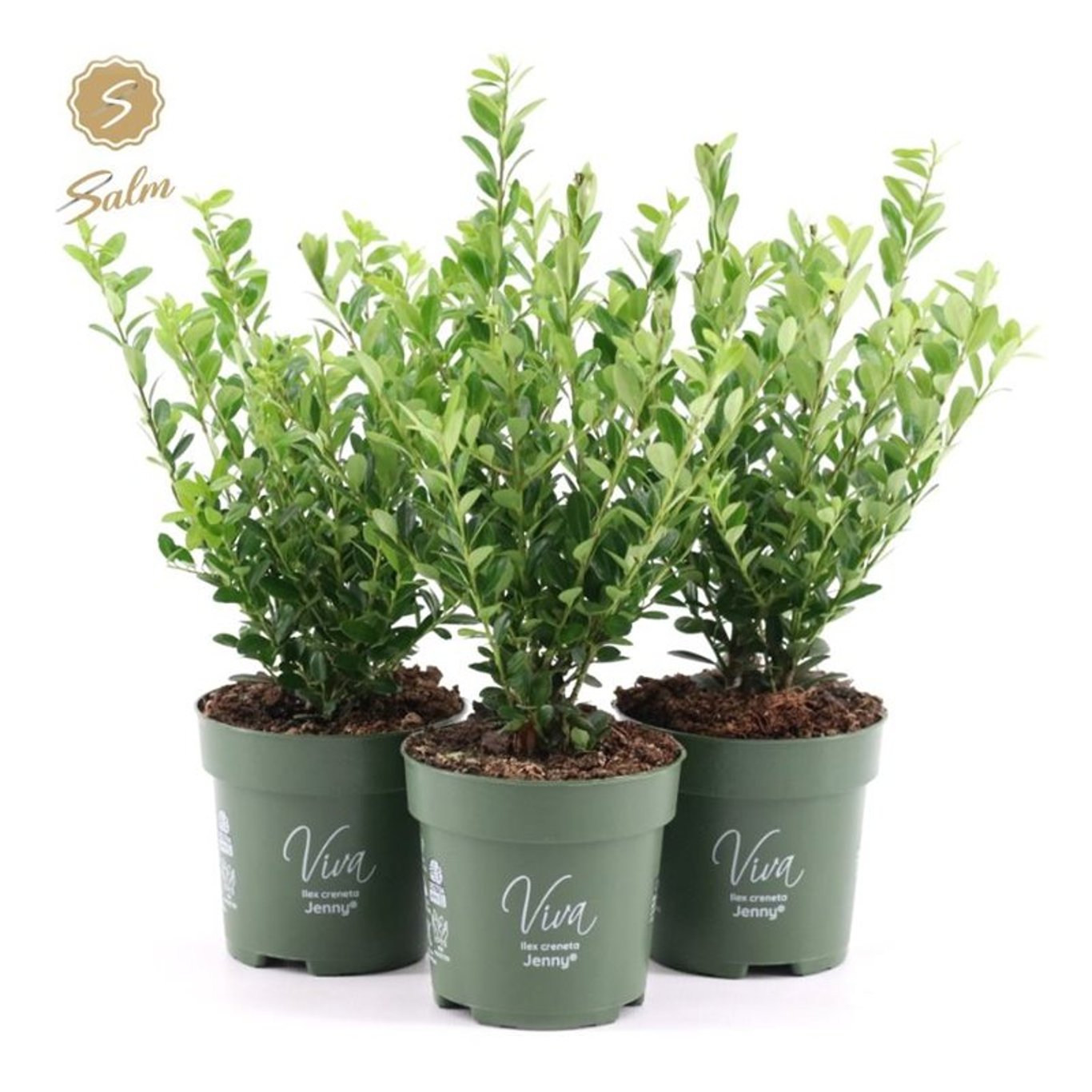 Ilex crenata 'Jenny' - P10,5